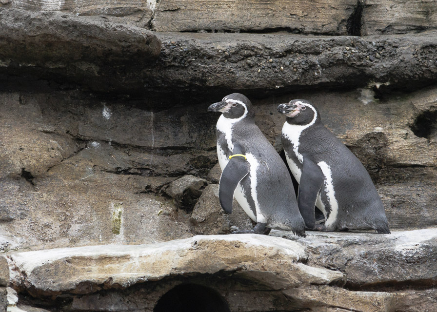 Woodland Park Zoo — photo 2